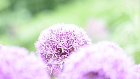 Allium flower